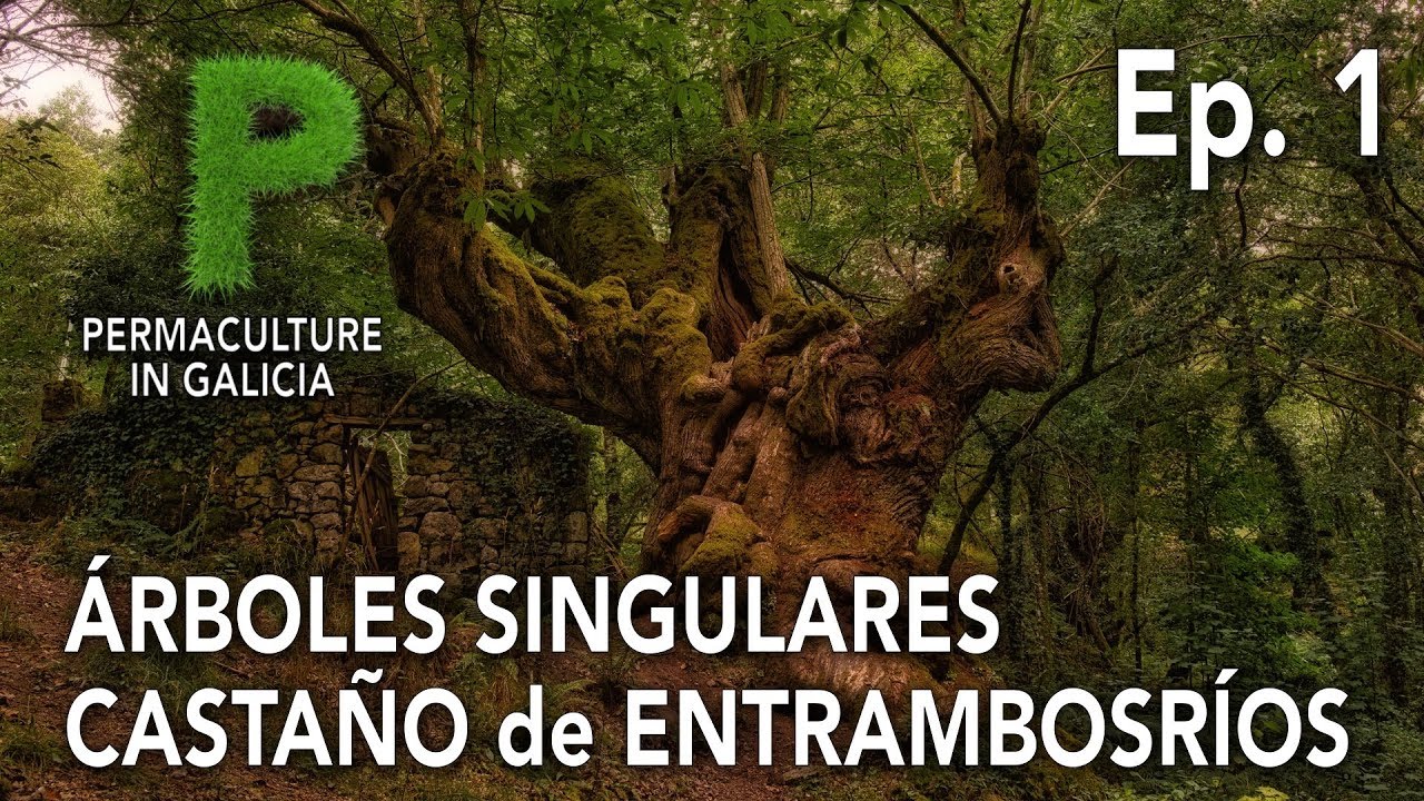 Árboles Singulares Ep. 01 Castaño Milenario de Entrambosríos | 4K Español