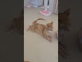 8年前のあの子猫です てんかん発作を続けながらも生きています