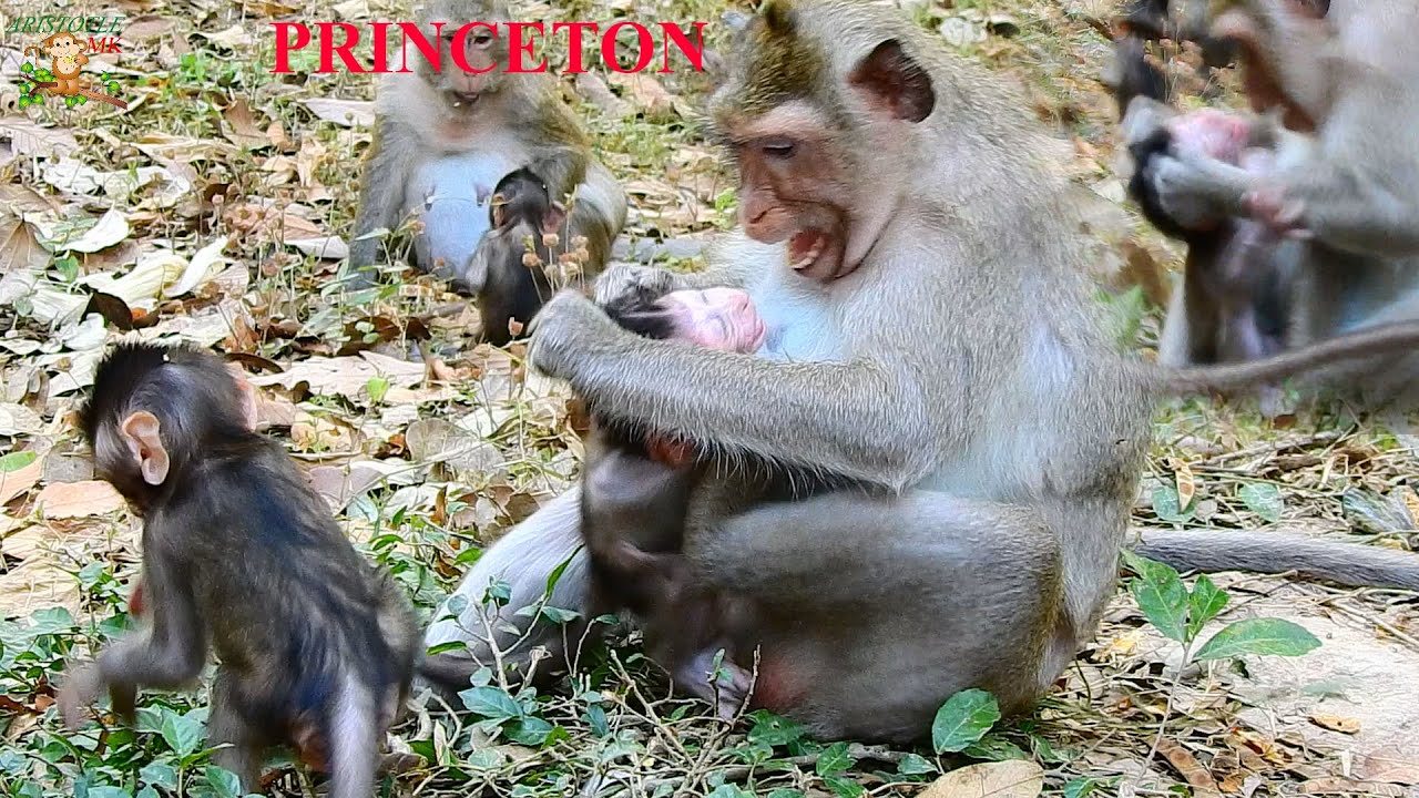 MILLION PITY SEEN MOM PRINCESS FIGHTING & BITE TO HER BABY PRINCETON VERY SERIOUSLY LIKE THIS |