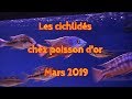 Les cichlids chez poisson dor mars 2019