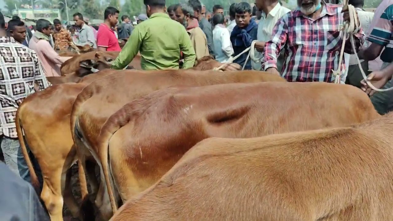 আজকের বাজার: শাইওয়াল বকনা বাছুর দামদর আমবাড়ি হাট দিনাজপুর
