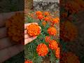 Jafri Merigold Flowers Blooming ✨।#usa#funny