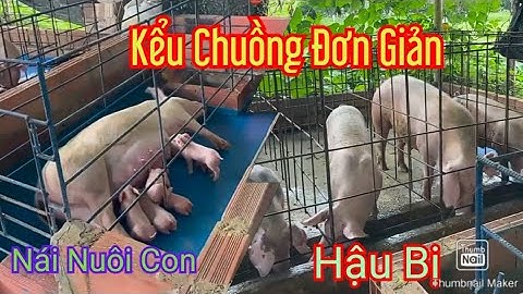 Kiểu Chuồng Nái, Hậu Bị Rẽ Đẹp Dành cho Nông Hộ