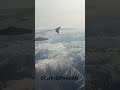 #delhi #srinagar #airindia #srinagar srina#travelvlog #kashmir