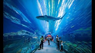 Imagine exploring the mysterious ruins of atlantis, lost for thousands
years deep beneath sea. now picture yourself being surrounded by
65,000 marine ...