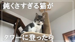 【猫と暮らす】キャットタワーになかなか上れないマンチカン短足猫が可愛いすぎる