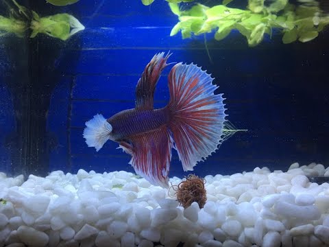 نصيحة عند شرائك سمكة الفايتر