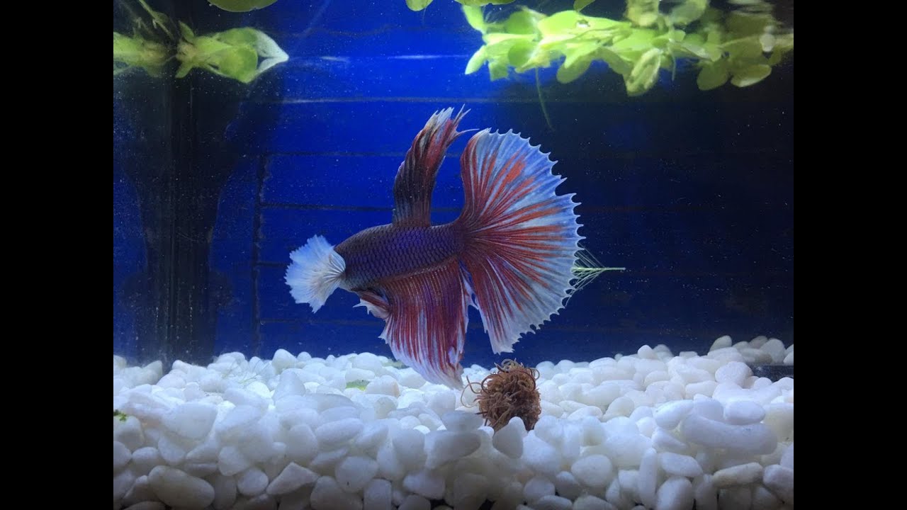 نصيحة عند شرائك سمكة الفايتر