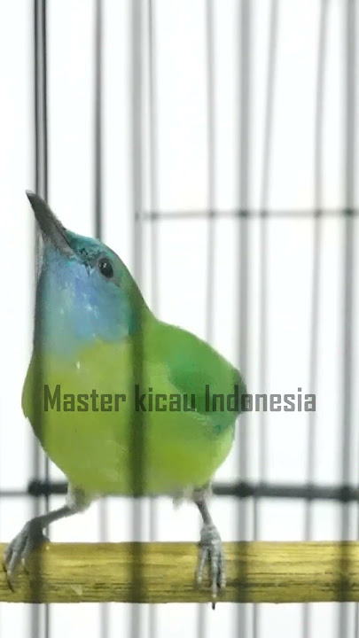 Cucak Kinoi betina pancigan jantan pasti nyaut #shorts #birds #short