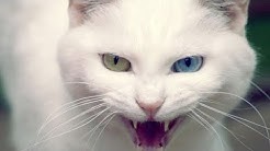 Приколы про Животных №109 | greenli