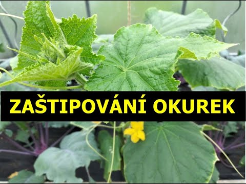 Video: Jak pěstovat okurky ve skleníku