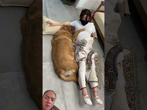 #dog #cat #funny #pets #retreiver #shorts #shortvideo #animals #goldenretreiver #cute #comedy #aww thumbnail