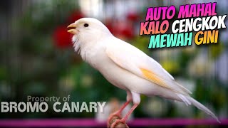 AUTO MAHAL KALO CENGKOK GINI❗Masteran KENARI GACOR ISIAN JALAK SUREN