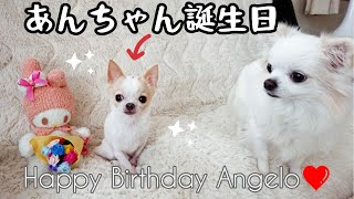 小さなチワワあんちゃんのお誕生日 Happy Birthday Angelo 