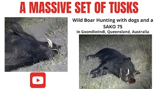 Massive Tusks while Wild Boar Hunting with dogs and a SAKO 75 in Goondiwindi Australia