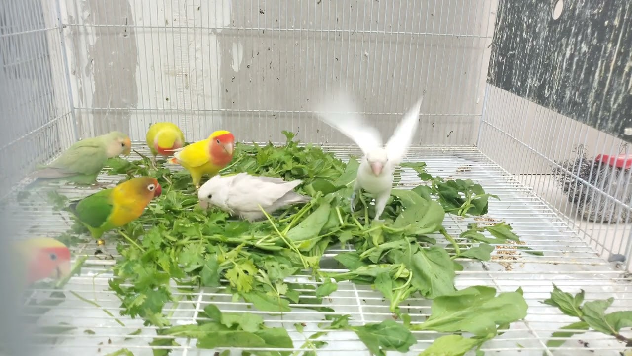  طيور الروز تأكل الورقيات وتغرد بفرح | تغذية صحية وأصوات مريحة	