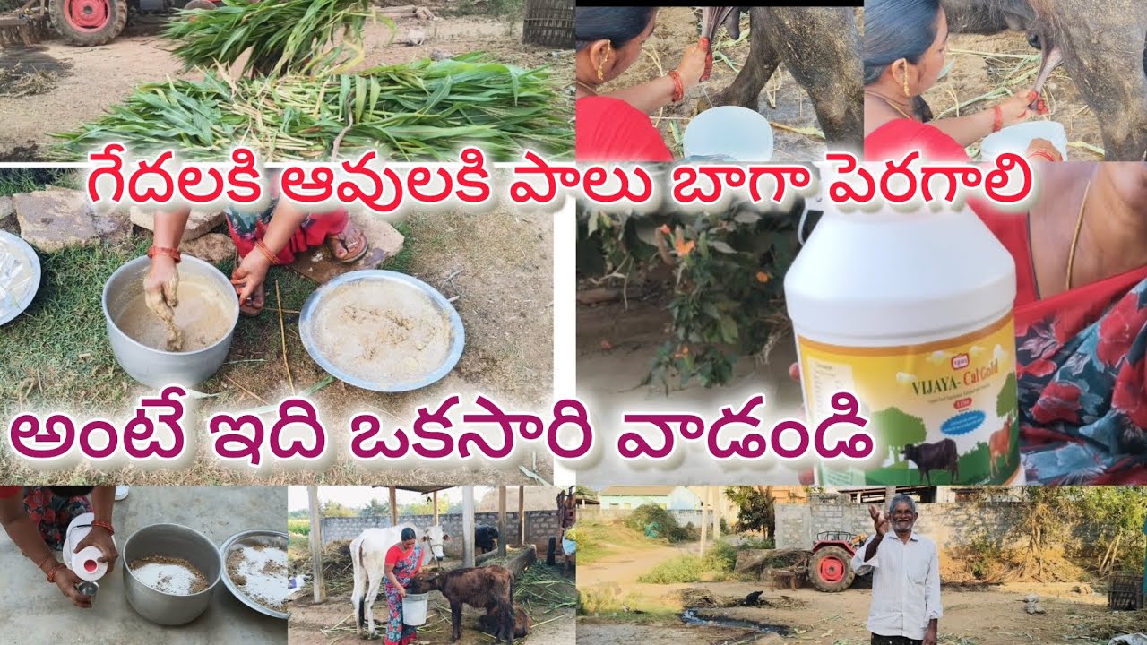 #గేదల కి పాలు బాగా పెరగాలి అంటే ఇది ఒకసారి వాడి చూడండి#ytshorts #cow #farming #food #agriculture 