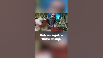 Làm Tí Lan Đột Quỵ #tienbip #tienbry #shorts