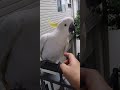 "PETUNIA" THE ANGEL AND PRINCESS OF HEAVEN 😃🤩🥰👍.DAISY HILL, QLD, 4137. #australia #cockatoo #birds