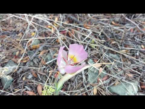 Videó: Mariposa Lily Care – Információk a Calochortus liliomnövényekről