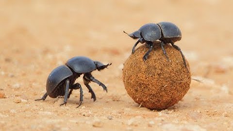 Darwin Defying Dung Beetle. Wind and Cosmic Navigation Systems. Creation Evidence. Biblicaltours.