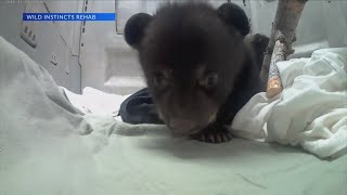 Wisconsin wildlife rehab facility raising 3 bear cubs