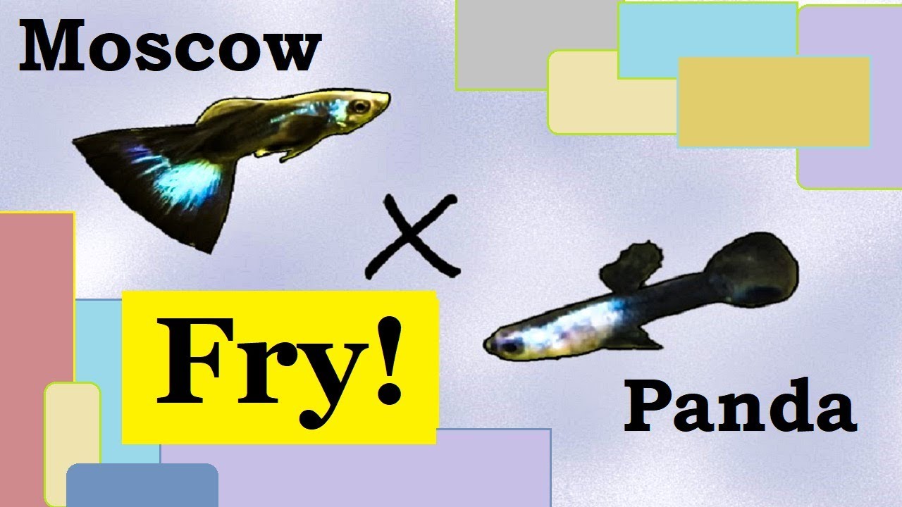 Mixing Guppy Strains / Moscow & Panda Guppies