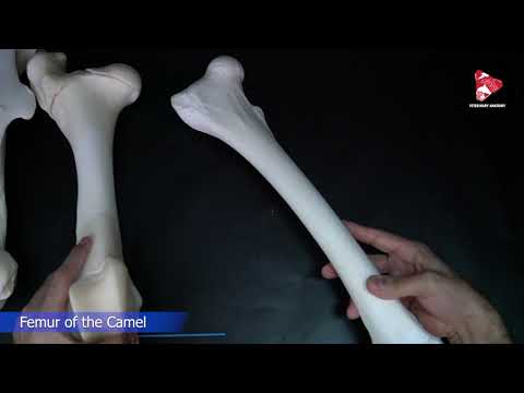 Video: Vai augšstilba kauls ir augšstilba kauls?
