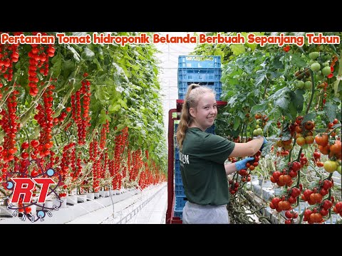 Video: Tomat Musim Dingin: Cara Menanam Tomat Di Dalam Ruangan
