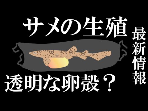 サメの卵生についての新発見を解説！透明な卵殻の神秘に迫る！【繁殖】【最新情報】