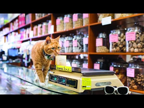 Из-за роста цен британцы переходят на корма для домашних животных #британия #санкиибритания #санкции