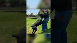 Dobermann vs Boxer #dog