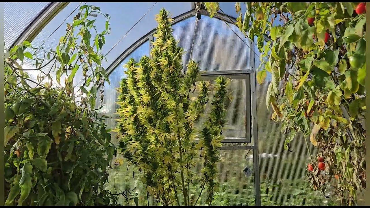 Moby Dick Photo die letzten Tage 💪