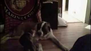 Dog Humps Dogs Face!!! Dog Humps Dogs Face!!!