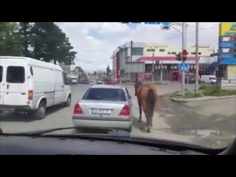 ქუთაისში \"მოსეირნე\" ცხენი