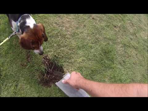 How to stop dogs digging up the garden