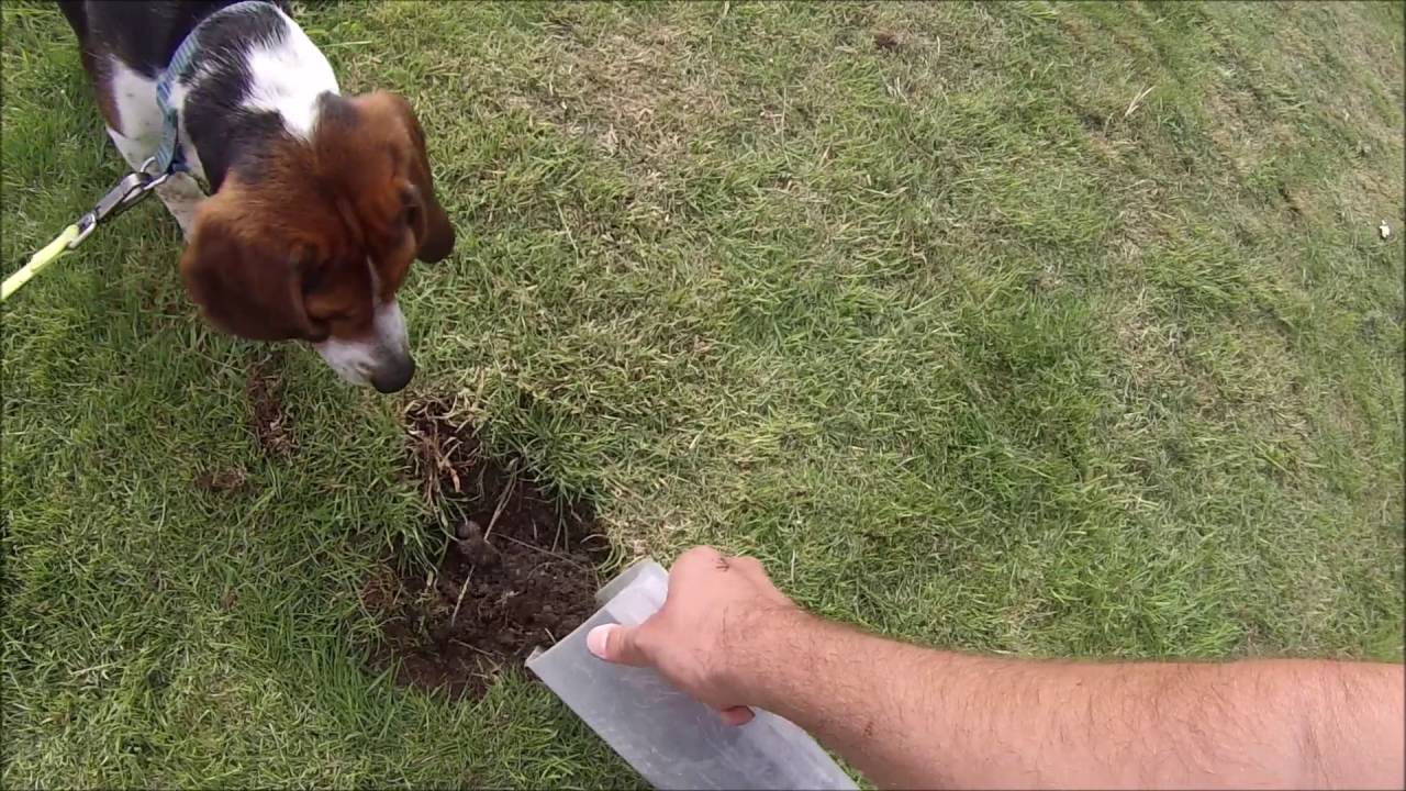 How To Stop Dog Digging Holes In Backyard
