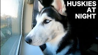 What Do Huskies Do At Night? (FIND OUT HERE)