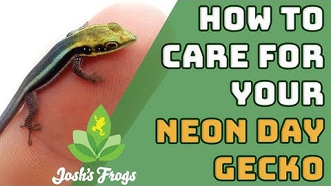 Neon Day Gecko Species Spotlight & Enclosure Build | Josh