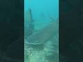 Grey Nurse Shark #endangeredspecies #shark