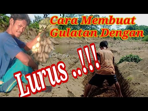 Cara Membuat Gulatan Dengan Lurus #budidaya #ubi #manohara