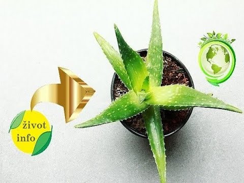 Video: Aloe -sličan Teloperez - Ukrasna Višegodišnja Biljka