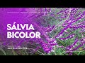 SÁLVIA BICOLOR - Salvia leucantha