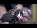 Homeless Cat Gave Birth To Three Kittens In A Dirty Basement