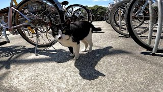 Stray cats patrolling a bicycle rental shop [Cat Island] by Cat pillow ねこまくら 22 views 4 hours ago 1 minute, 34 seconds