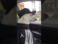 Que tal mi estilo #live #viralshort #pets #mascotas #funny #perros #funny