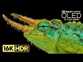 Stunning 16K Ultra HD Video with Dolby Vision & Atmos 🎥