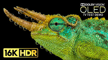 Mind Blowing 16K Video ULTRA HD 120 fps | 16K HDR Dolby Vision (8K/4K OLED TV)
