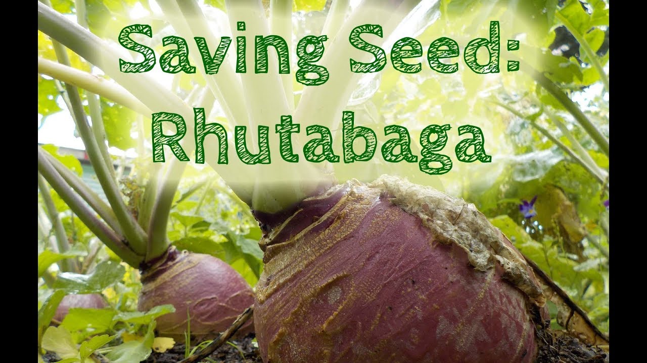 Grow your own seed! Rhutabaga