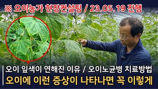 전문 오이농가들도 잘모르는 오이 증상별 대처법, 오이잎이노란색, 오이노균병치료방법, 오이미량요소중요성